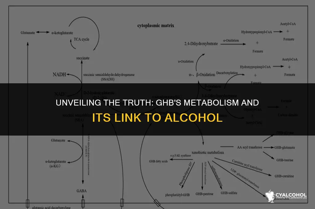 does ghb metabolize into alcohol