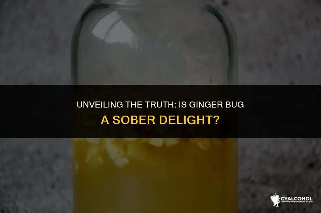 does ginger bug have alcohol