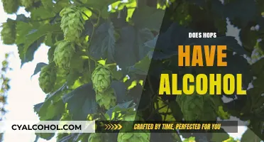 Do Hops Contain Alcohol? Unraveling the Myth Behind Beer Ingredients