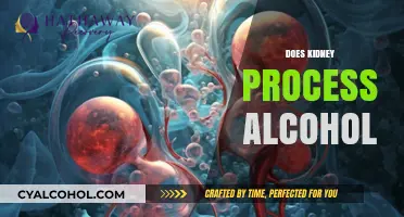 How Kidneys Metabolize Alcohol: Functions, Risks, and Health Impacts