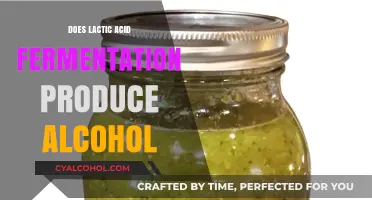 Lactic Acid Fermentation and Alcohol: Unraveling the Microbial Process