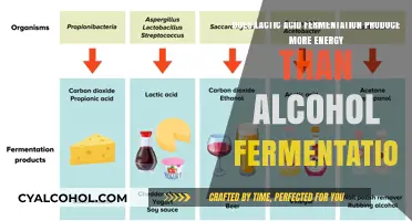 Lactic Acid vs Alcohol Fermentation: Which Yields More Energy?