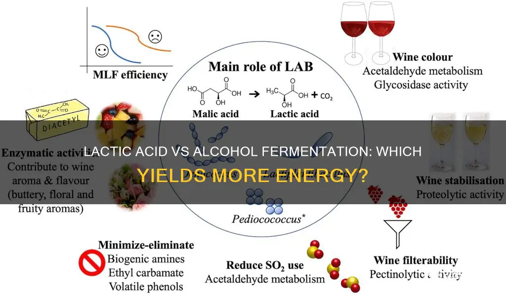 does lactic acid fermentation produce more energy than alcohol fermentation