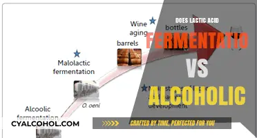 Lactic Acid Fermentation vs Alcoholic Fermentation: Key Differences Explained