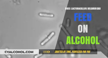 Lactobacillus Delbrueckii and Alcohol: Understanding Its Metabolic Relationship