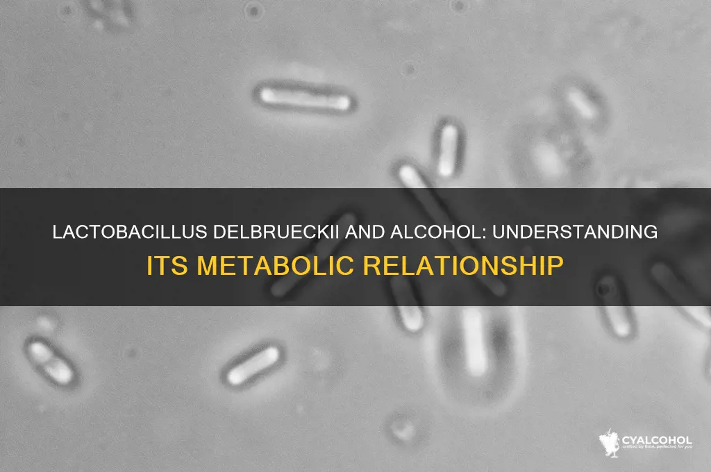does lactobacillus delbrueckii feed on alcohol