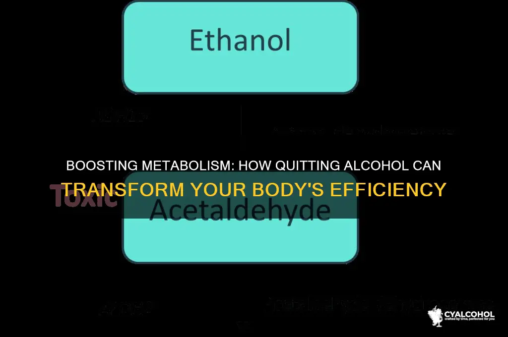 does metabolism increase after quitting alcohol