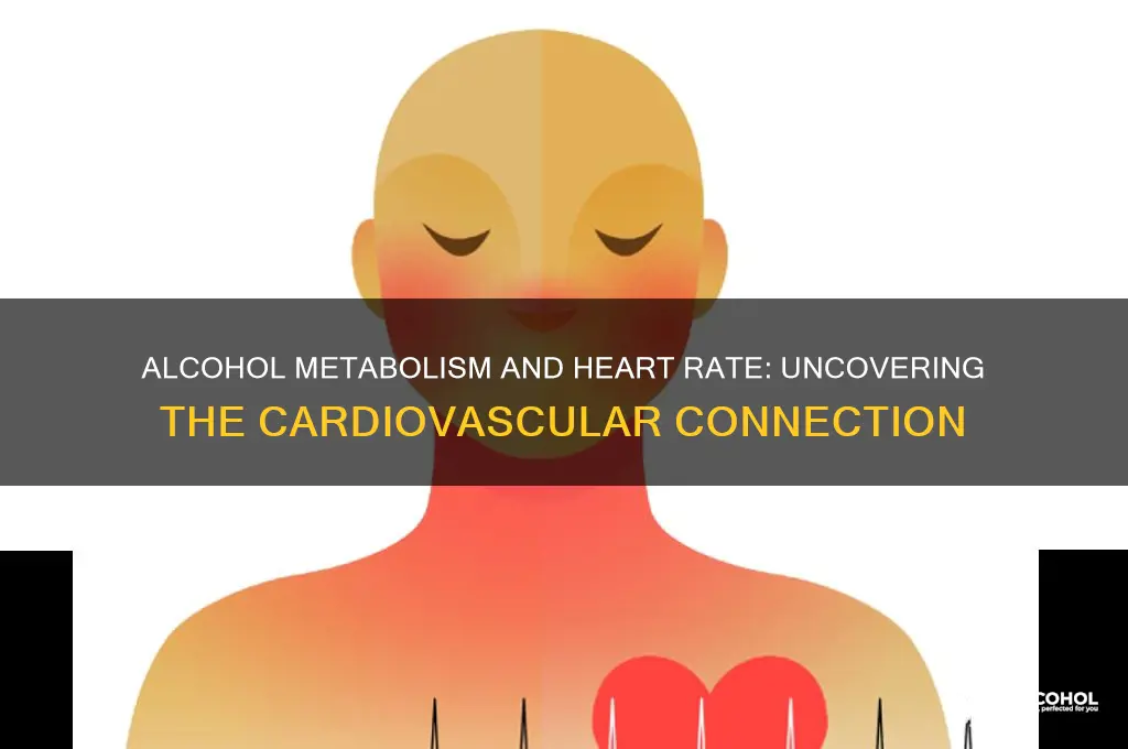does metabolizing alcohol increase heart rate