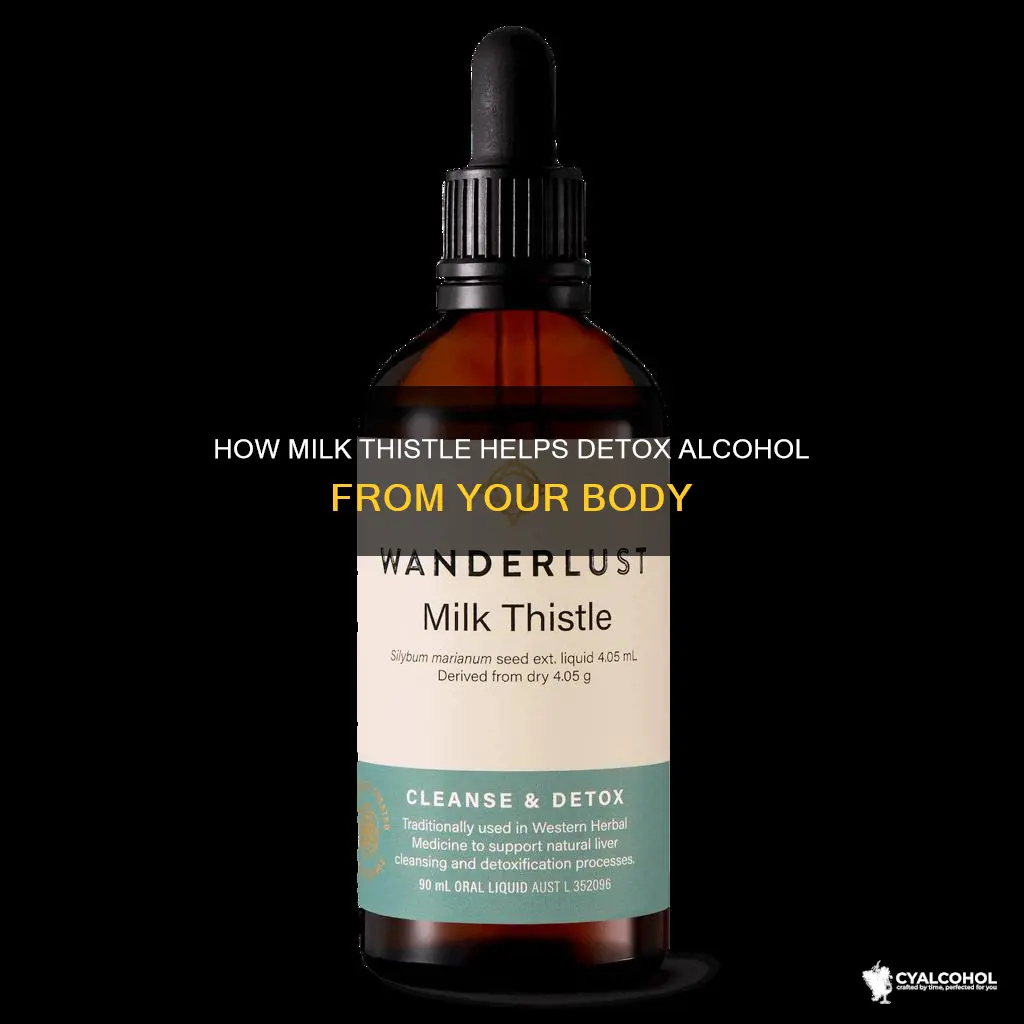 does milk thistle flush alcohol out of your system