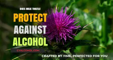 Milk Thistle and Alcohol: Can It Shield Your Liver from Damage?