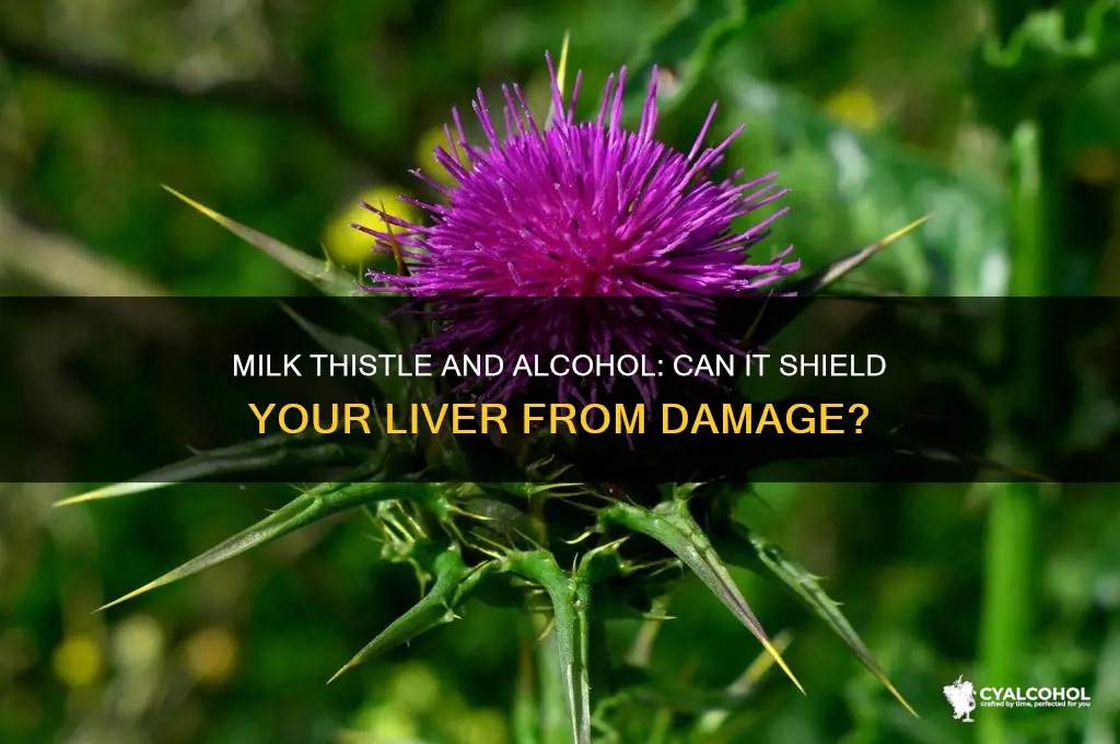 does milk thistle protect against alcohol