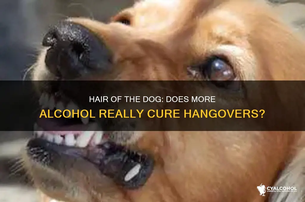 does more alcohol cure a hangover