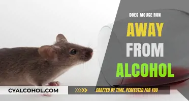 Do Mice Avoid Alcohol? Uncovering the Surprising Truth About Rodent Behavior