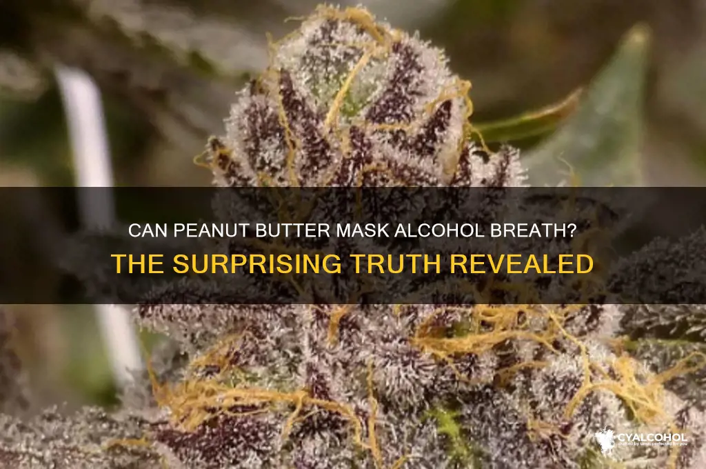 does peanut butter hide alcohol breath