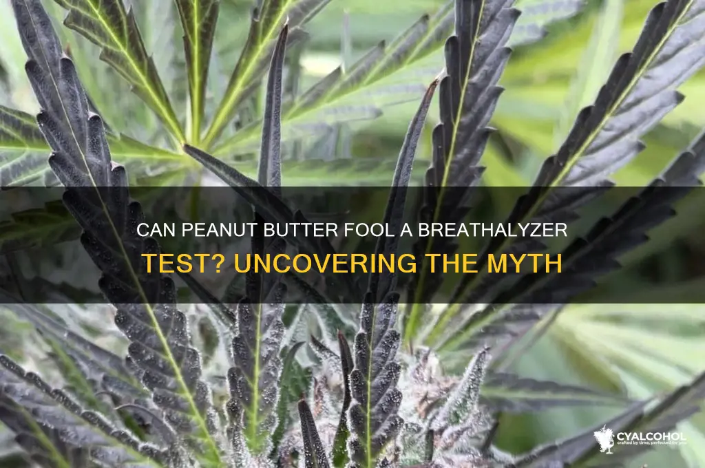 does peanut butter mask alcohol breathalyzer