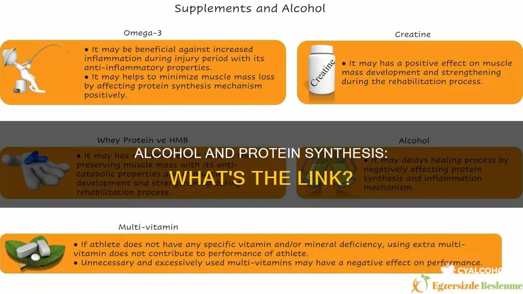 does protein synthesis still occur with alcohol in your system