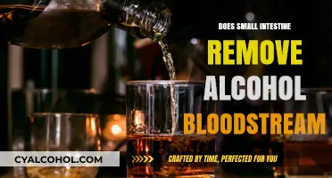 How the Small Intestine Processes and Removes Alcohol from Bloodstream