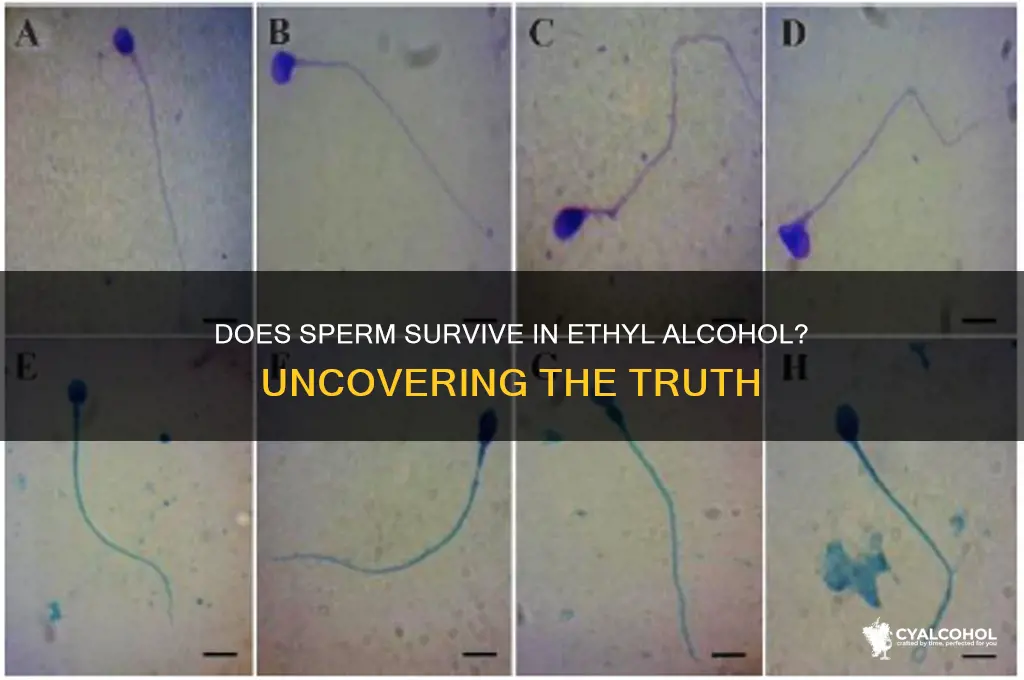 does sperm die in ethyl alcohol
