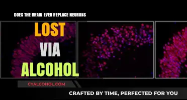 Brain Recovery: Can Lost Neurons Be Replaced?