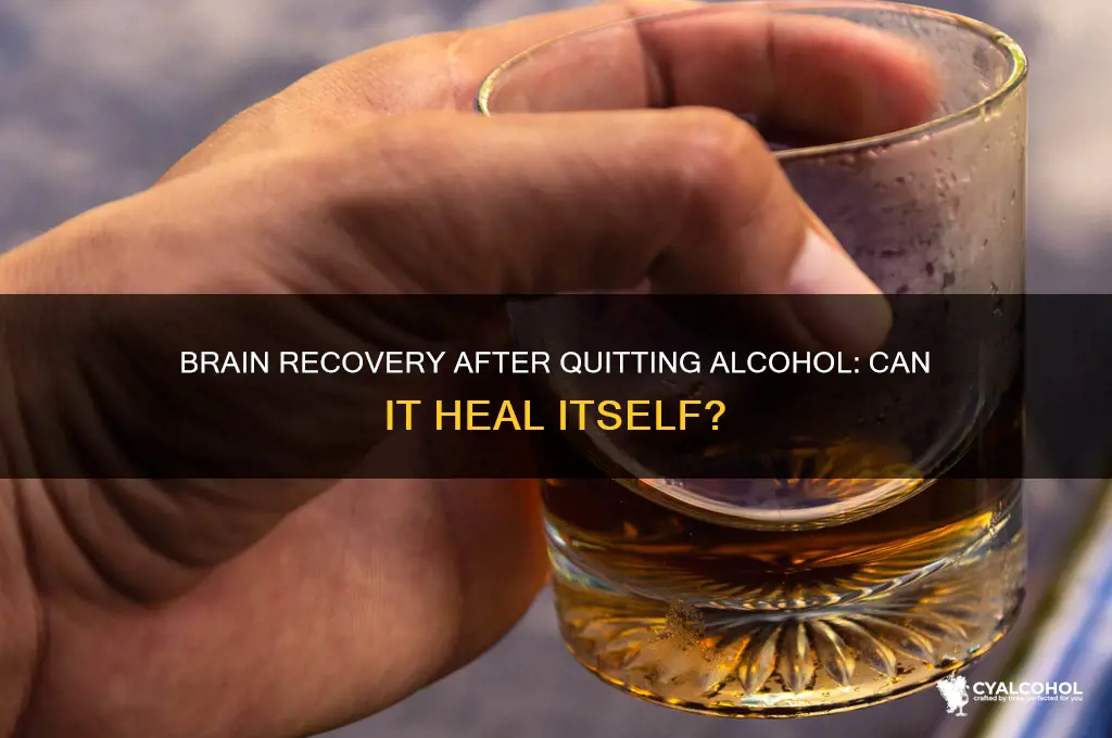 does the brain heal itself after quitting alcohol
