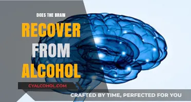 Can the Brain Heal After Alcohol Damage? Recovery Insights
