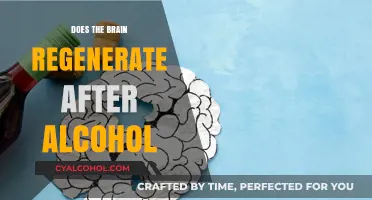 Can the Brain Recover from Alcohol Damage? Regeneration Explained