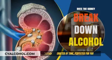 How Kidneys Process Alcohol: Breaking Down the Myths and Facts