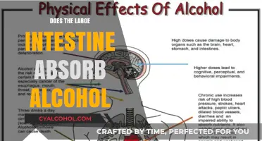 Does the Large Intestine Absorb Alcohol? Unraveling the Digestive Mystery