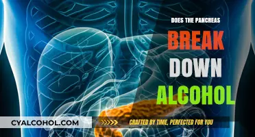 How the Pancreas Processes Alcohol: Breaking Down the Science