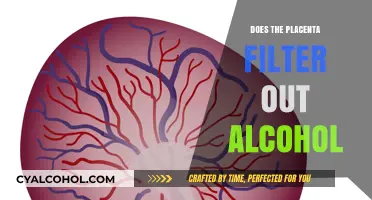 Placenta and Alcohol: Does It Truly Filter Out Harmful Substances?