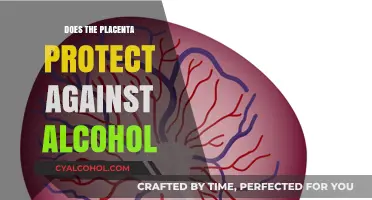 Placental Barrier: Does It Shield Fetuses from Alcohol's Harmful Effects?