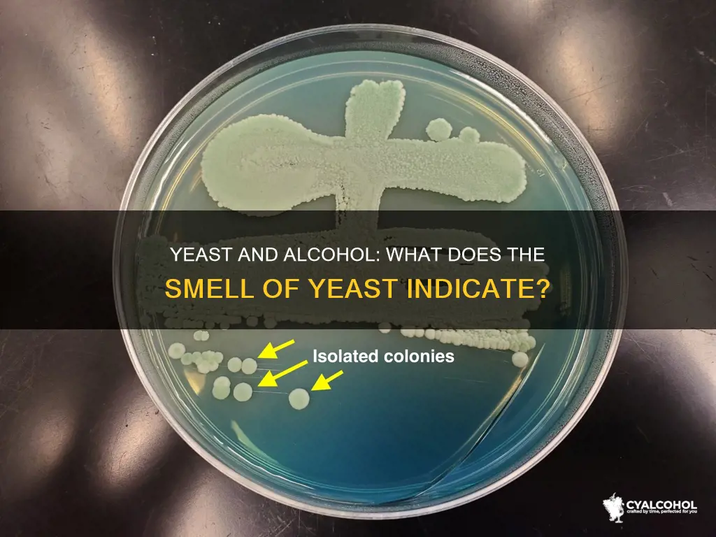 does the smell of yeast mean there is alcohol present
