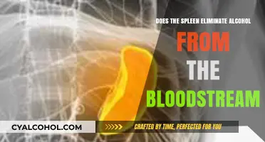 Does the Spleen Play a Role in Alcohol Elimination?