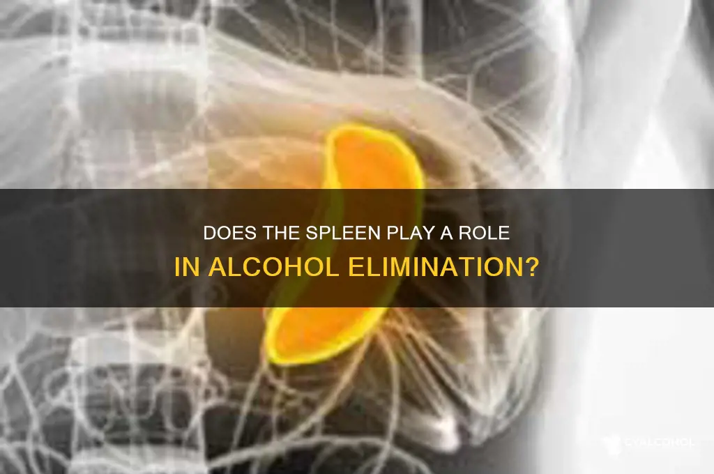 does the spleen eliminate alcohol from the bloodstream