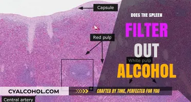 Does the Spleen Filter Out Alcohol? Uncovering the Truth