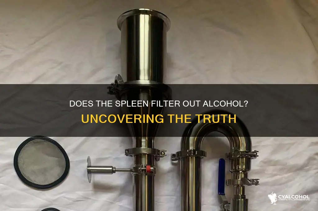 does the spleen filter out alcohol