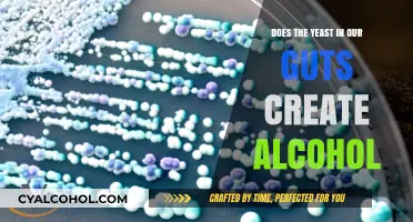 Gut Yeast and Alcohol: Unraveling the Surprising Connection Inside Us