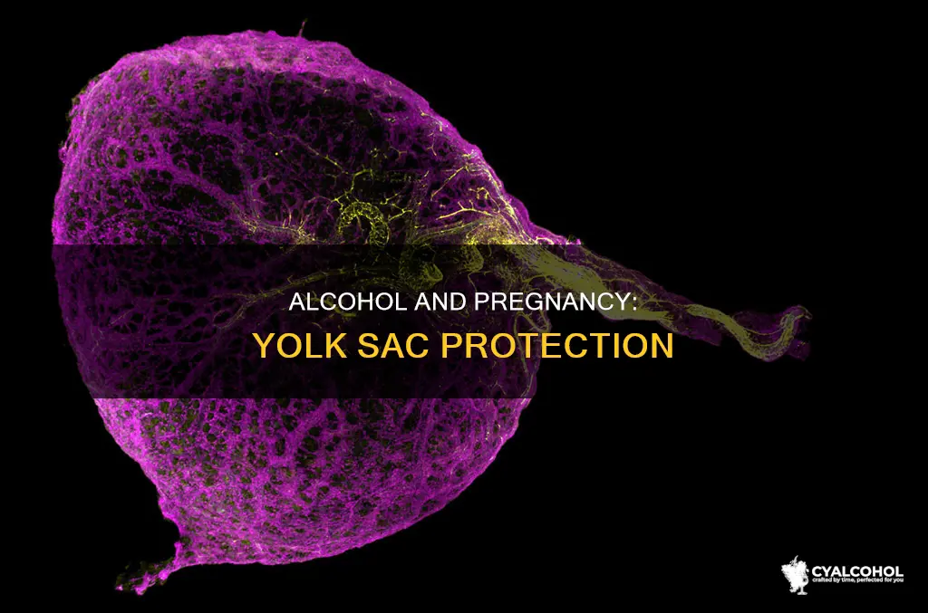 does the yolk sac protect the baby from alcohol