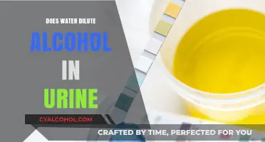 Does Water Dilute Alcohol in Urine? Facts and Myths Explained