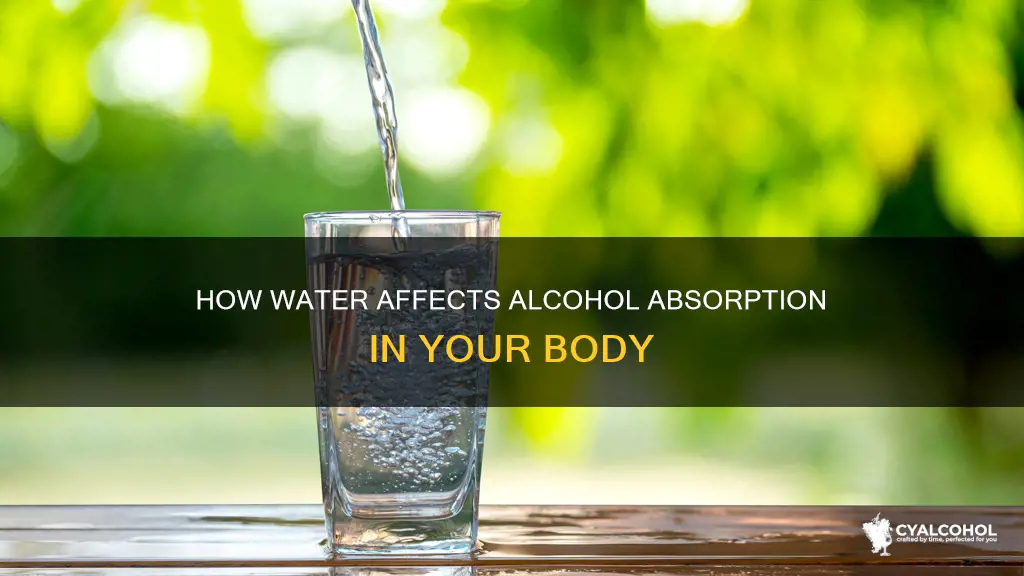 does water down the absorption of alcohol into the bloodstream