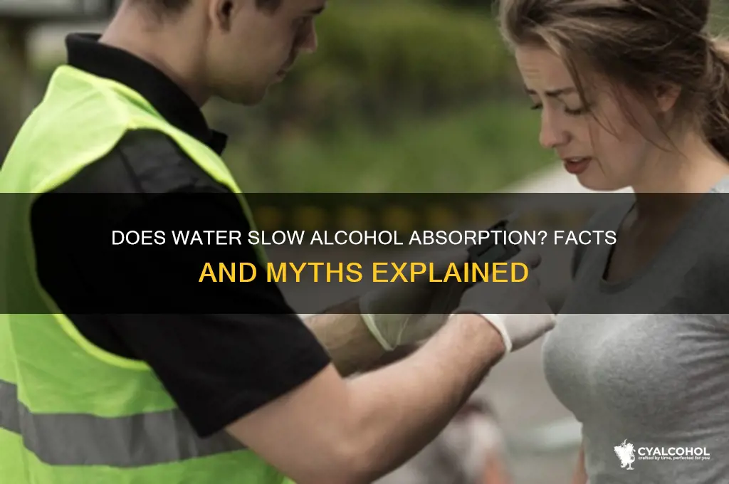 does water slow down alcohol absorption