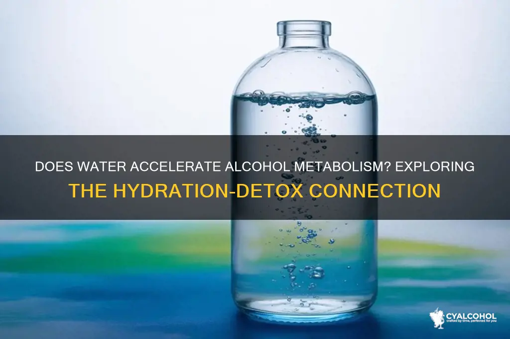 does water speed up the metabolism of alcohol