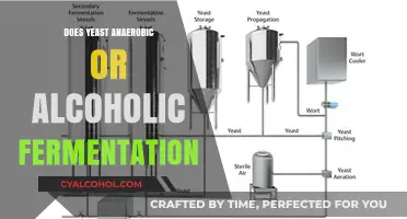 Yeast Fermentation Unveiled: Anaerobic vs. Alcoholic Processes Explained