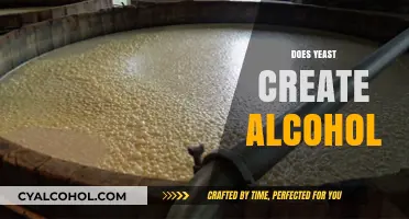 How Yeast Fermentation Produces Alcohol in Brewing and Baking Processes