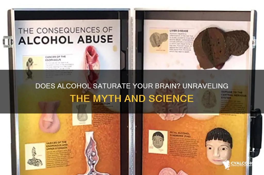 does your brain fill with alcohol