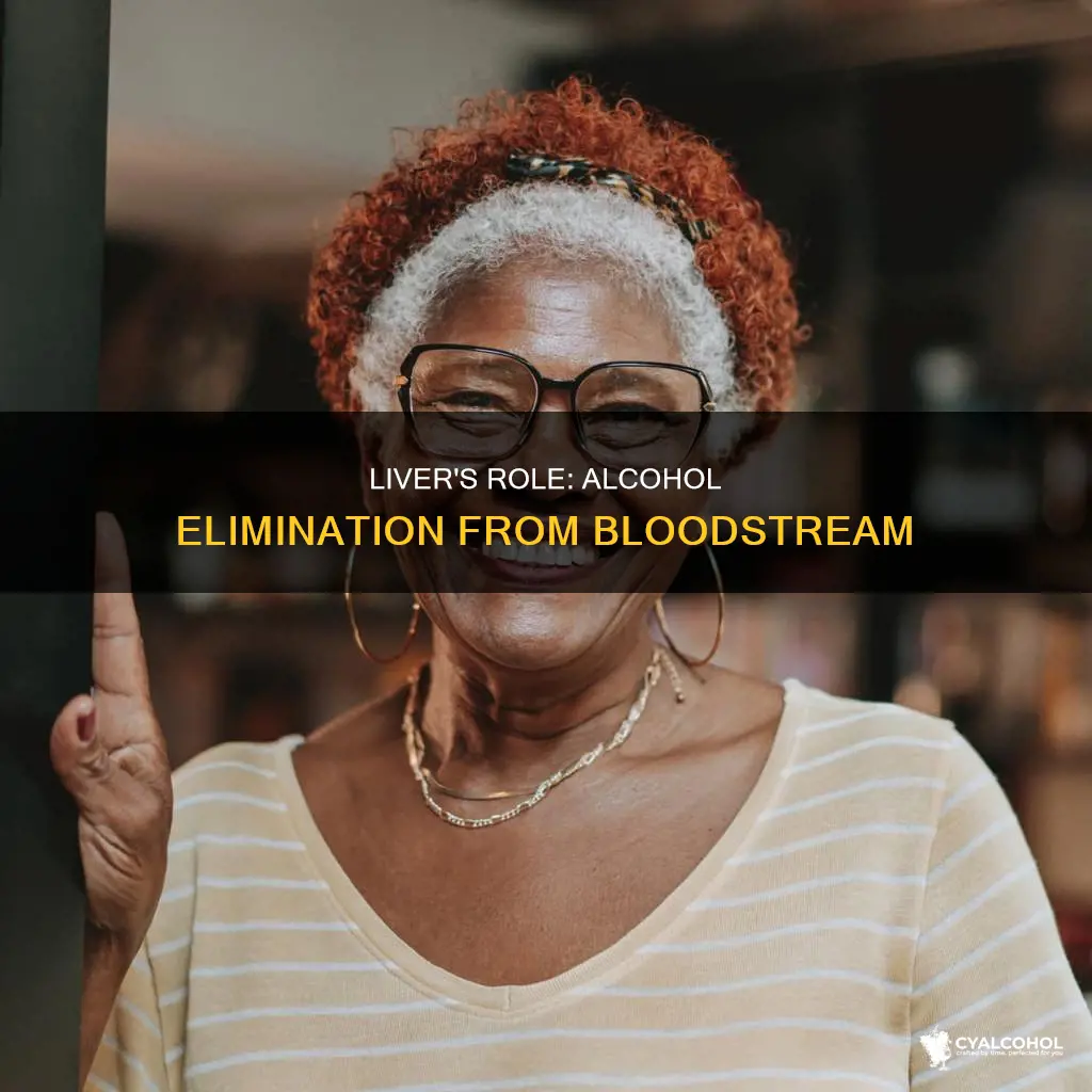 has primary responsibility for eliminating alcohol from the bloodstream