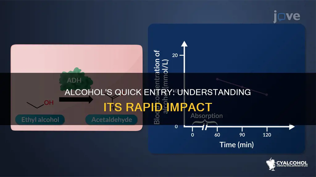 has to do with how quickly alcohol enters the bloodstream