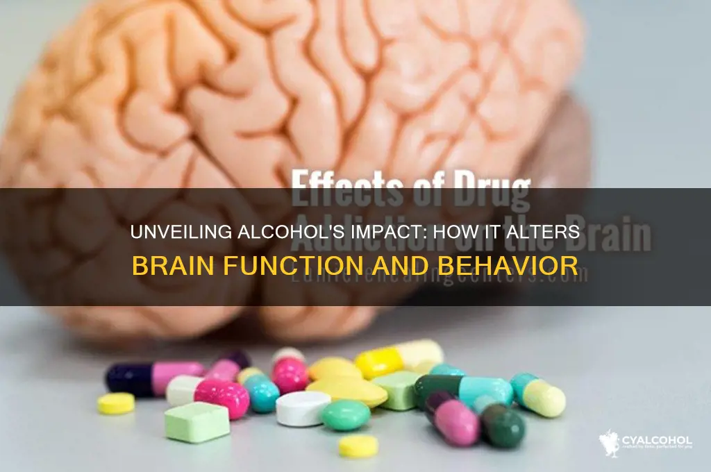 how alcohol acts on the brain