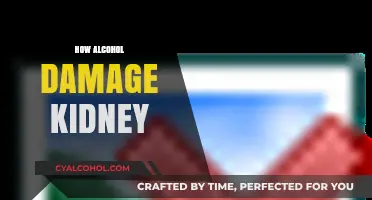 How Alcohol Harms Your Kidneys: Understanding the Silent Damage