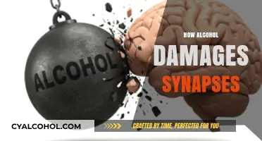 Alcohol's Impact: How Drinking Damages Brain Synapses and Function